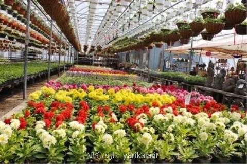 چرا صادرات گل و گیاه كم شد؟