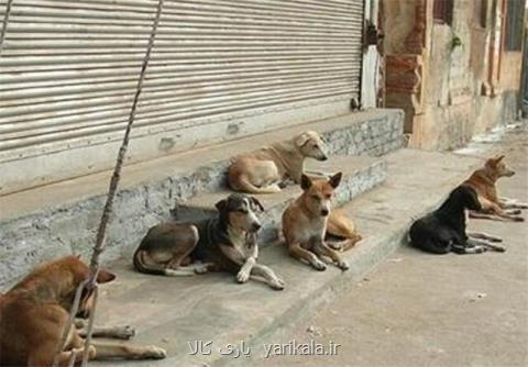 سگهای ولگرد تهدیدی جدی برای امنیت جانی ورامینی ها
