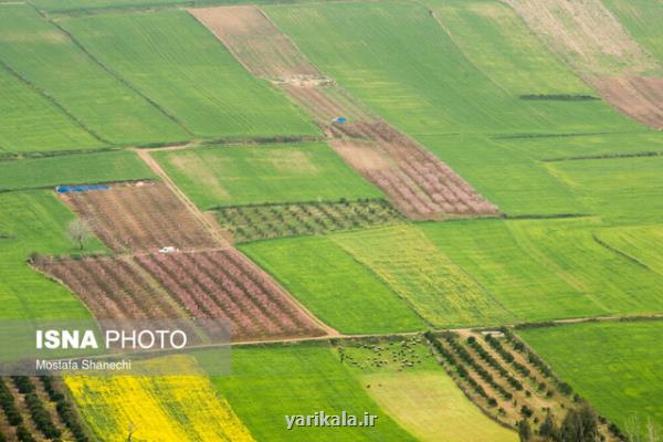 كشت قراردادی كلزا تجربه ای موفق در فارس