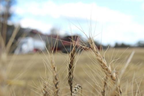 استرالیا می تواند مشکلات عرضه جهانی گندم را کاهش دهد؟