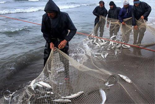 آزاد شدن صید ماهی حلواسفید در صیدگاه های خوزستان