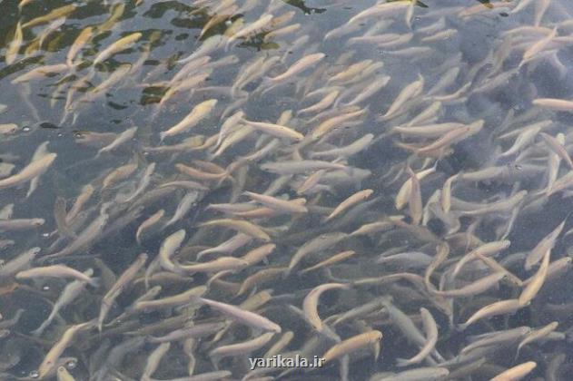 رهاسازی ۳۵۰ هزار قطعه بچه ماهی در اندیکا