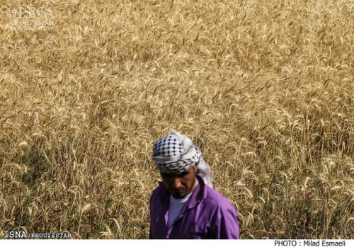 ۳۶ هزار تن گندم از مزارع خرمشهر برداشت می شود