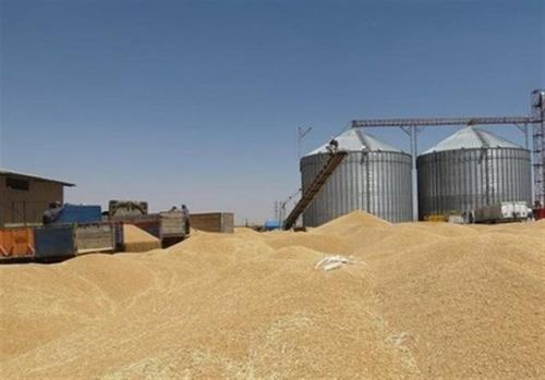 خرید بیش از 487 هزار تن گندم در لرستان