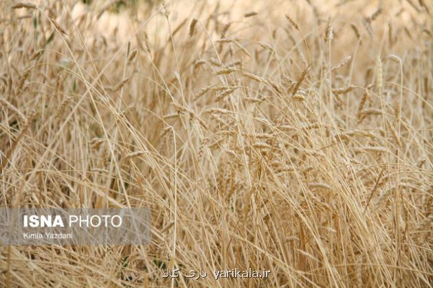 علل کاهش دسترسی برخی نانوایان به آرد