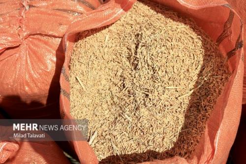 پرواز برنج دربازار چه کسی پاسخگو است؟