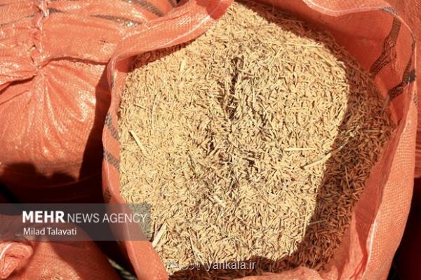 پرواز برنج دربازار چه کسی پاسخگو است؟