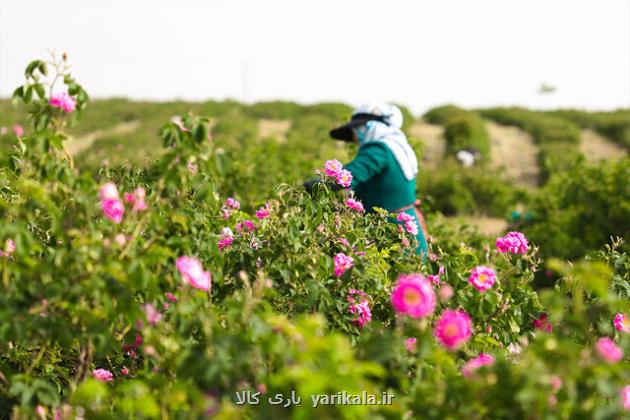 ویدیو، کاشان غرق در عطر گل و گلاب