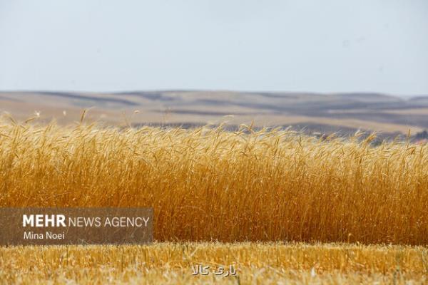 ۳۲۰۶ میلیارد تومان از مطالبات گندمکاران پرداخت گردید