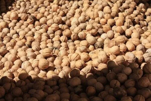 گردوی ایران به سبد کدام کشورها رفته است؟