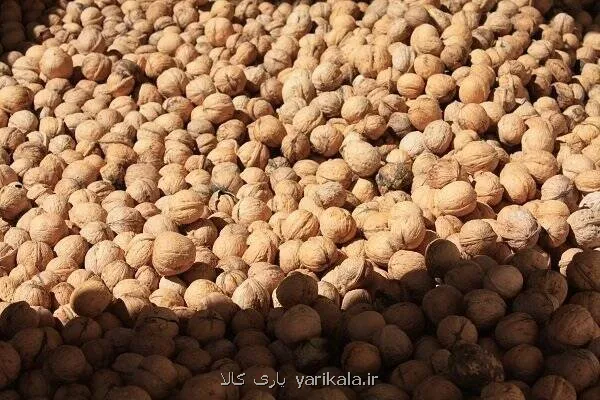 گردوی ایران به سبد کدام کشورها رفته است؟