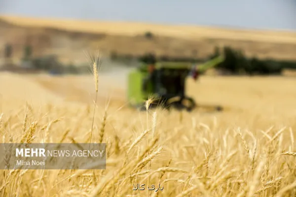 خشکسالی و تهدید کشت گندم