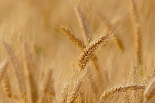 استمرار پیگیری ها برای پرداخت مطالبات گندمکاران