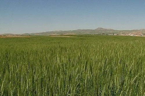 بهره برداری حداکثری از اراضی دیم، اولویت امنیت غذایی است