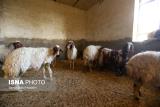 بیماری دامی در مناطق زلزله زده