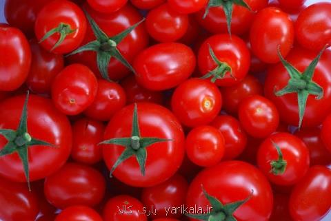 دلیل افزایش دو برابری قیمت گوجه فرنگی