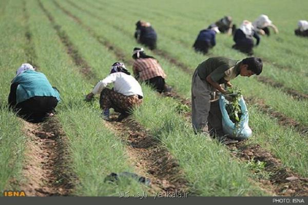 بورس كالا امكان توسعه تجارت محصولات كشاورزی را فراهم می آورد