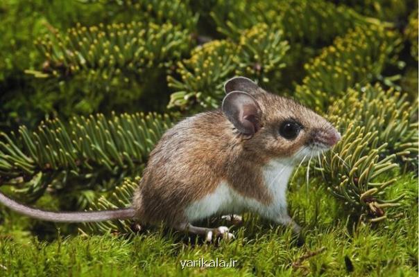 بهره برداری ۸ شهرداری از نانوپودر مرگ موش غیر سمی