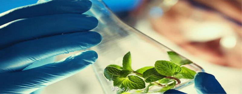 موفقیت پژوهشگران ایرانی در افزایش عملكرد گیاه استویا