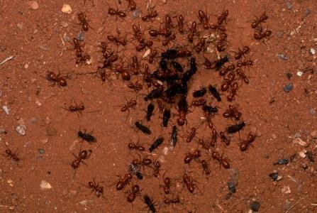 غلبه بر كووید-۱۹ با ارزیابی رفتار مورچه ها!