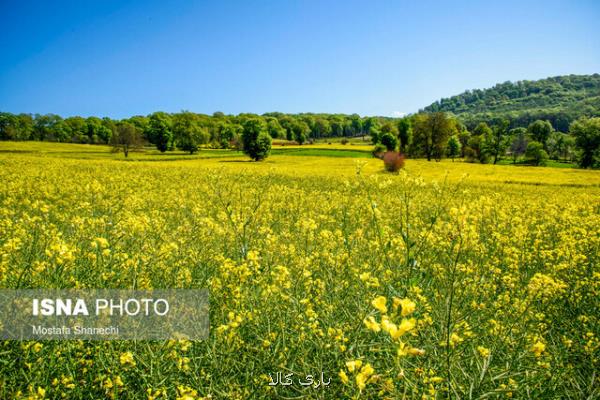 كشت قراردادی ۲۰۰ هزار هكتار دانه های روغنی در سال زراعی جاری