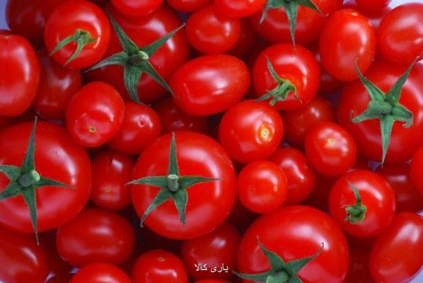 آغاز توزیع گوجه فرنگی جنوب در میادین