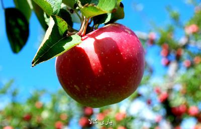 امسال ۴ و یك دهم میلیون تن سیب در كشور تولید می شود
