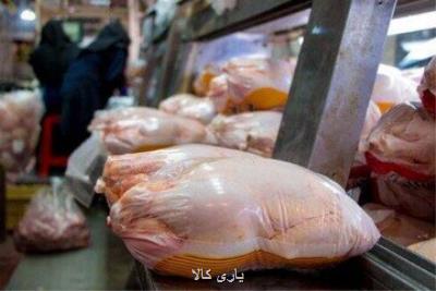 مرغ تولیدی قم بیش از نیاز استان است!